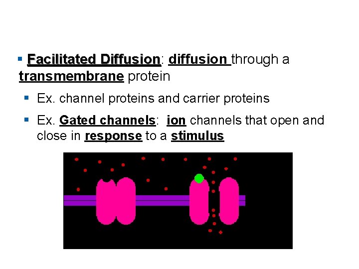 § Facilitated Diffusion: Diffusion diffusion through a transmembrane protein § Ex. channel proteins and