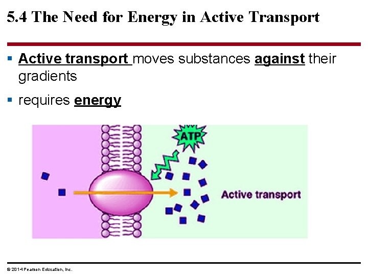 5. 4 The Need for Energy in Active Transport § Active transport moves substances