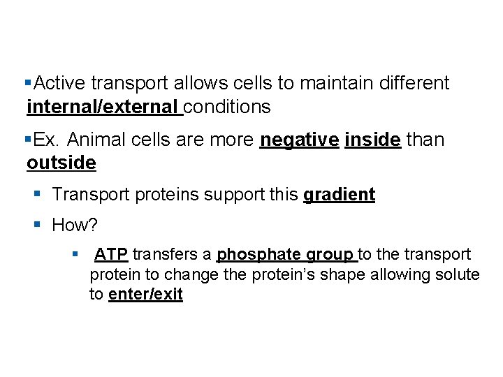 §Active transport allows cells to maintain different internal/external conditions §Ex. Animal cells are more