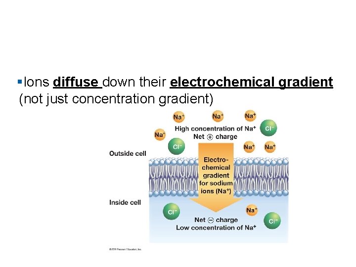 §Ions diffuse down their electrochemical gradient (not just concentration gradient) 