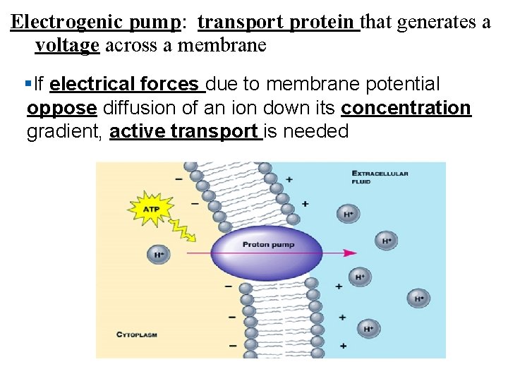 Electrogenic pump: transport protein that generates a voltage across a membrane §If electrical forces
