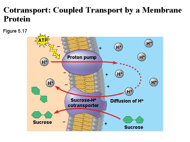 Cotransport: Coupled Transport by a Membrane Protein Figure 5. 17 Proton pump Sucrose-H cotransporter
