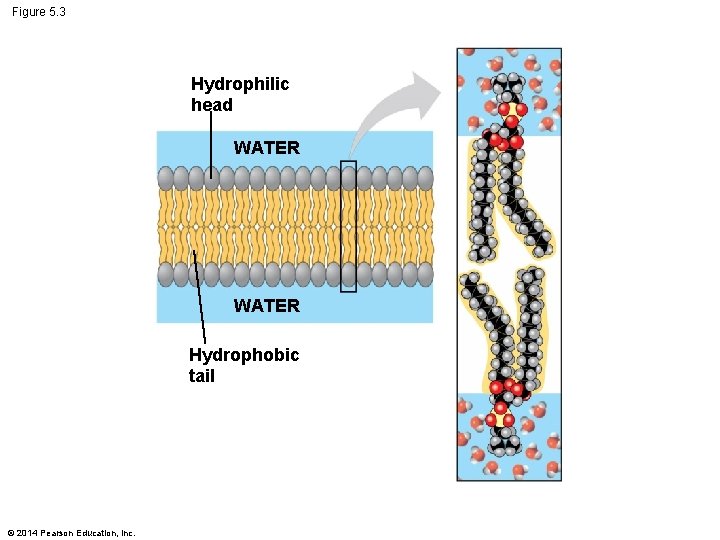 Figure 5. 3 Hydrophilic head WATER Hydrophobic tail © 2014 Pearson Education, Inc. 