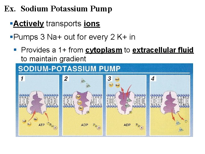 Ex. Sodium Potassium Pump §Actively transports ions §Pumps 3 Na+ out for every 2