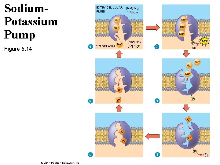 Sodium. Potassium Pump EXTRACELLULAR FLUID 1 Figure 5. 14 © 2014 Pearson Education, Inc.