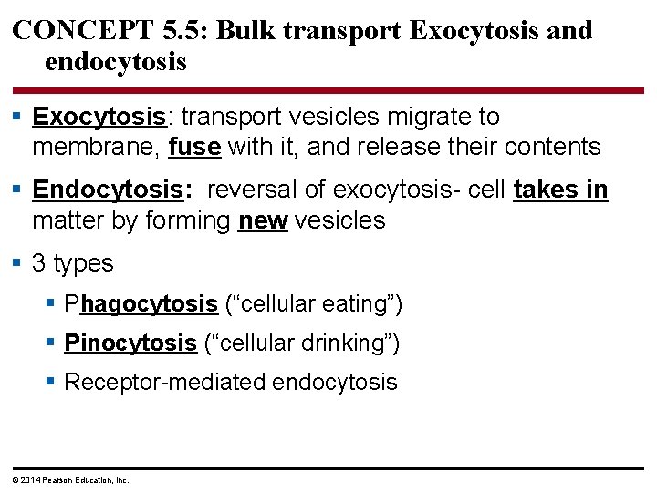 CONCEPT 5. 5: Bulk transport Exocytosis and endocytosis § Exocytosis: transport vesicles migrate to