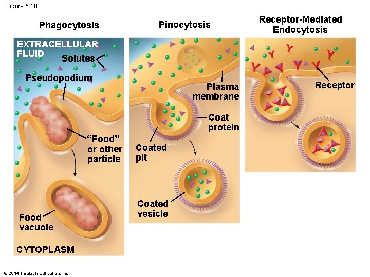 Figure 5. 18 Phagocytosis Pinocytosis Receptor-Mediated Endocytosis EXTRACELLULAR FLUID Solutes Pseudopodium Plasma membrane Coat