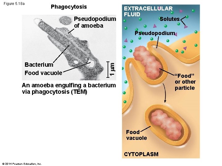 Figure 5. 18 a Phagocytosis Pseudopodium of amoeba EXTRACELLULAR FLUID Solutes Bacterium Food vacuole