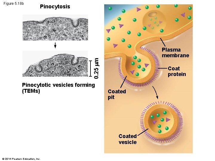 Pinocytosis Plasma membrane 0. 25 m Figure 5. 18 b Pinocytotic vesicles forming (TEMs)