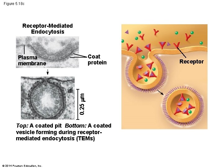 Figure 5. 18 c Receptor-Mediated Endocytosis Coat protein 0. 25 m Plasma membrane Top: