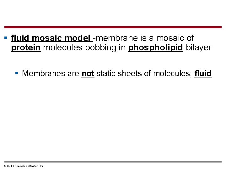 § fluid mosaic model -membrane is a mosaic of protein molecules bobbing in phospholipid