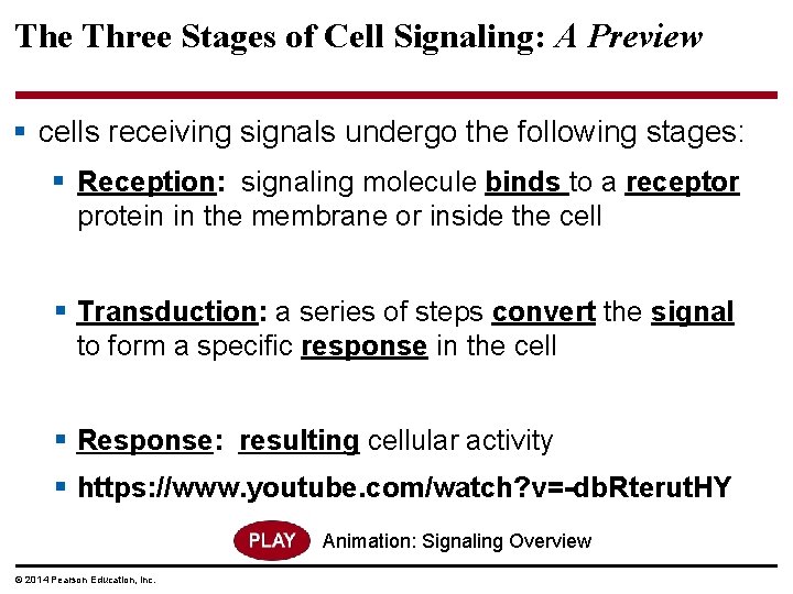 The Three Stages of Cell Signaling: A Preview § cells receiving signals undergo the