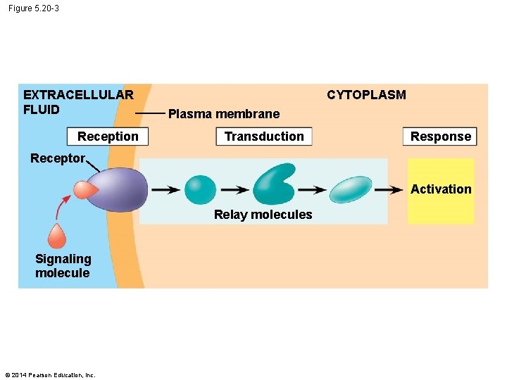 Figure 5. 20 -3 EXTRACELLULAR FLUID Reception CYTOPLASM Plasma membrane Transduction Response Receptor Activation