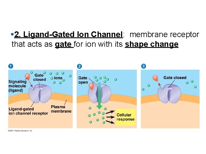 § 2. Ligand-Gated Ion Channel: membrane receptor that acts as gate for ion with