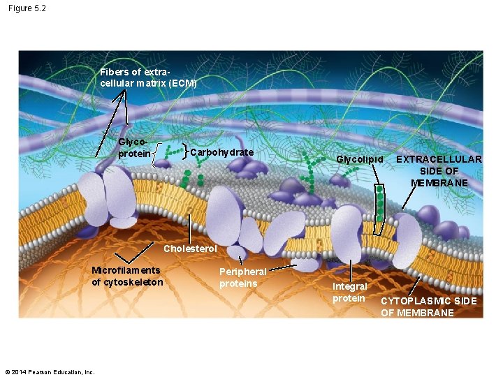 Figure 5. 2 Fibers of extracellular matrix (ECM) Glycoprotein Carbohydrate Glycolipid EXTRACELLULAR SIDE OF