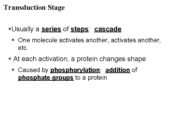 Transduction Stage §Usually a series of steps: cascade § One molecule activates another, etc.