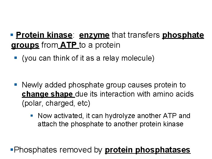 § Protein kinase: enzyme that transfers phosphate groups from ATP to a protein §