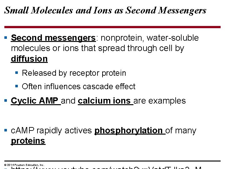 Small Molecules and Ions as Second Messengers § Second messengers: nonprotein, water-soluble molecules or