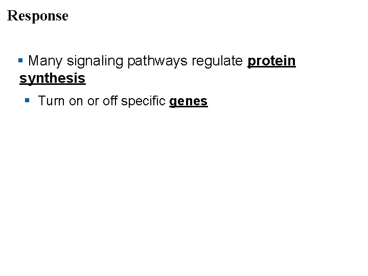 Response § Many signaling pathways regulate protein synthesis § Turn on or off specific