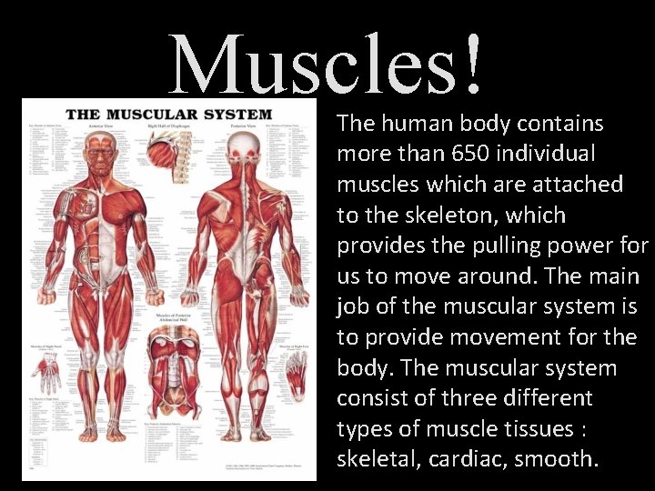 Muscles! The human body contains more than 650 individual muscles which are attached to
