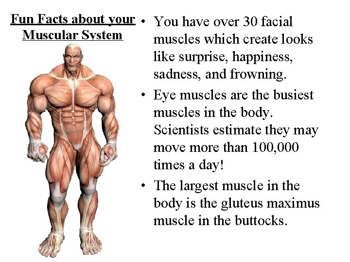 Fun Facts about your • You have over 30 facial Muscular System muscles which