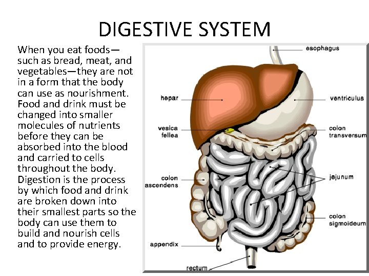 DIGESTIVE SYSTEM When you eat foods— such as bread, meat, and vegetables—they are not