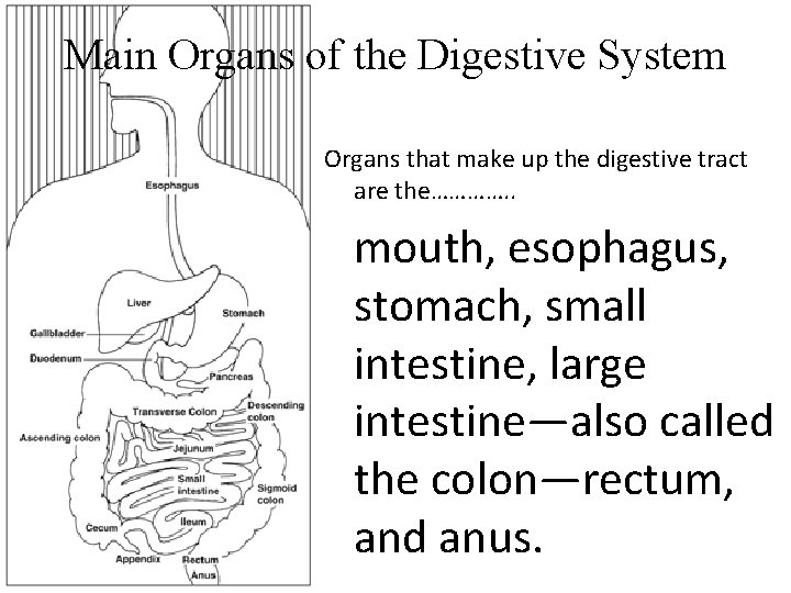 Main Organs of the Digestive System Organs that make up the digestive tract are