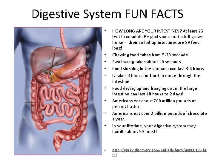 Digestive System FUN FACTS • • • HOW LONG ARE YOUR INTESTINES? At least