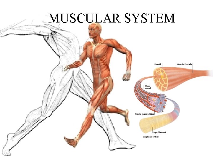 MUSCULAR SYSTEM 