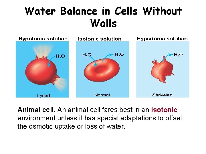 Water Balance in Cells Without Walls Animal cell. An animal cell fares best in