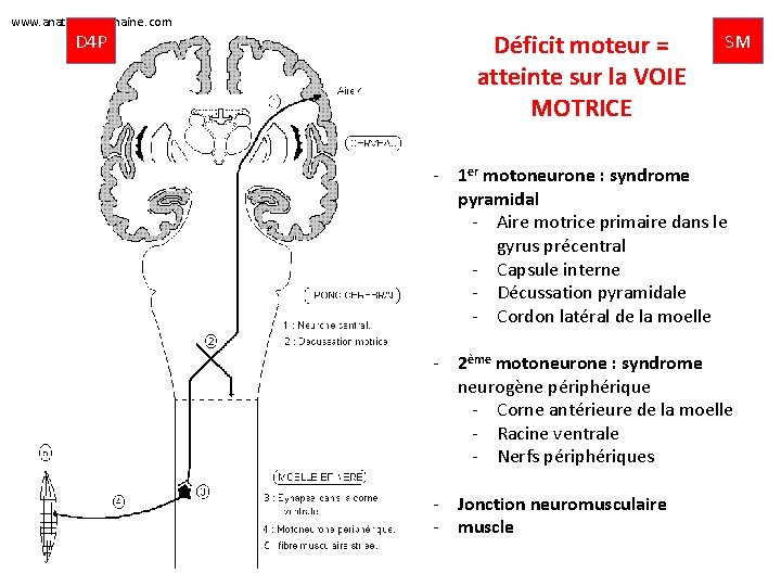 www. anatomie-humaine. com D 4 P Déficit moteur = atteinte sur la VOIE MOTRICE