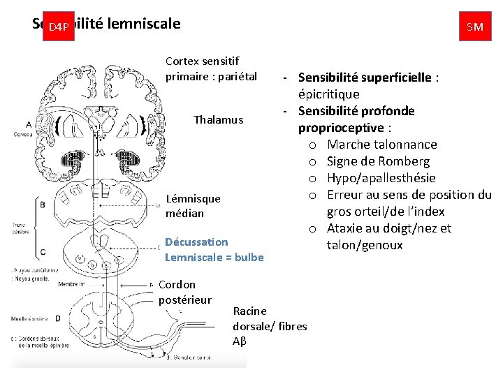 Sensibilité lemniscale D 4 P SM Cortex sensitif primaire : pariétal Thalamus Lémnisque médian