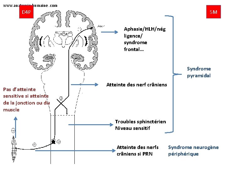 www. anatomie-humaine. com D 4 P SM Aphasie/HLH/nég ligence/ syndrome frontal… Syndrome pyramidal Pas