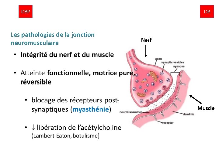 D 8 P Les pathologies de la jonction neuromusculaire DB Nerf Muscle 