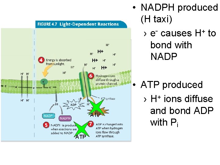 H+ H+ • NADPH produced (H taxi) › e- causes H+ to bond with