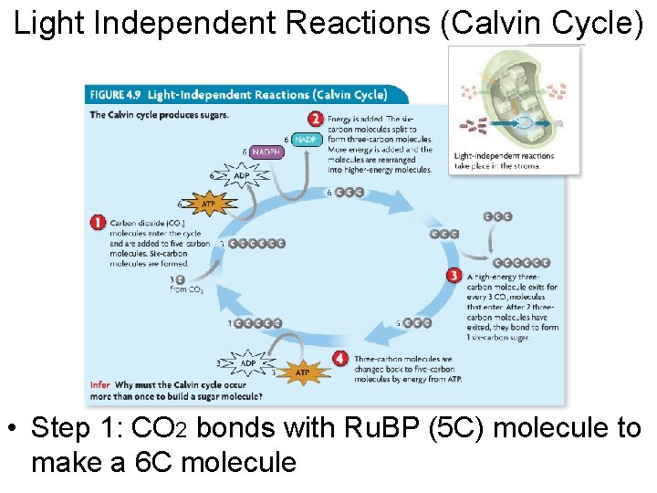 Light Independent Reactions (Calvin Cycle) • Step 1: CO 2 bonds with Ru. BP