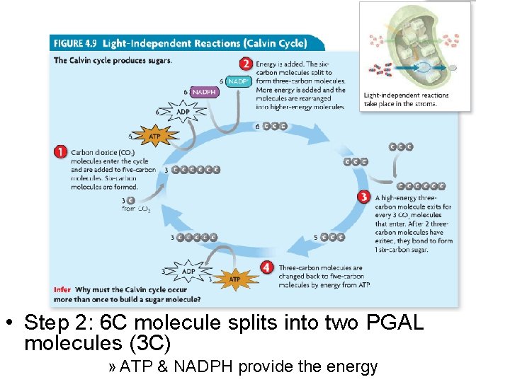  • Step 2: 6 C molecule splits into two PGAL molecules (3 C)