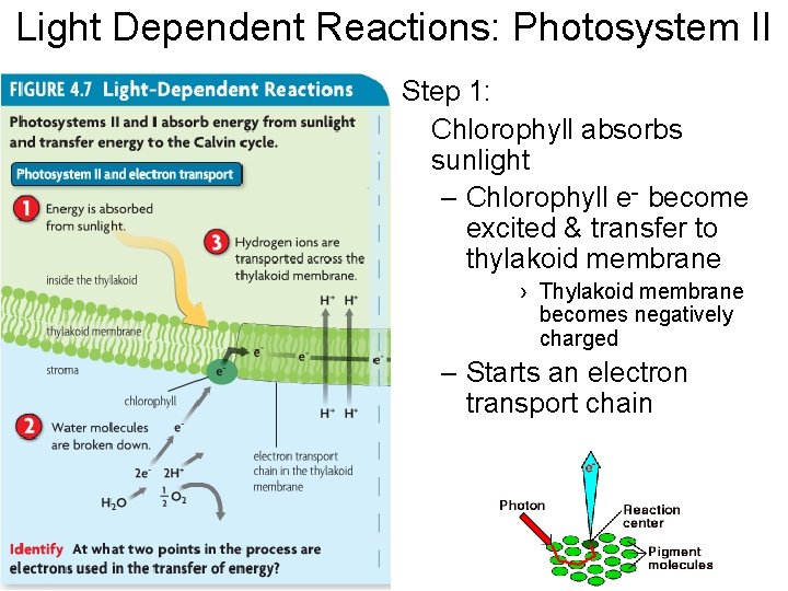 Light Dependent Reactions: Photosystem II Step 1: Chlorophyll absorbs sunlight – Chlorophyll e- become