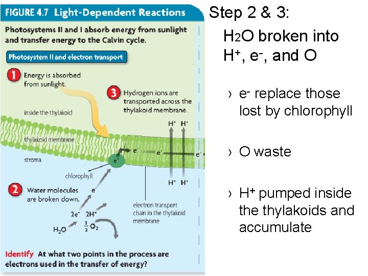 Step 2 & 3: H 2 O broken into H+, e-, and O ›