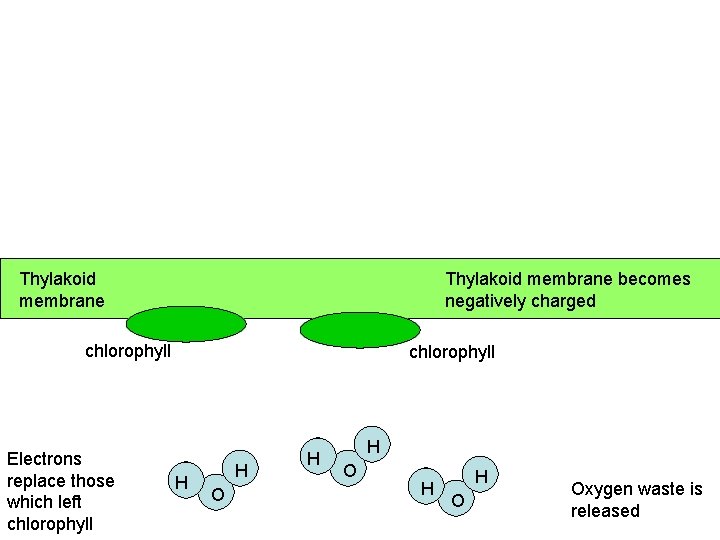 Thylakoid membrane becomes negatively charged e e chlorophyll Electrons replace those which left chlorophyll