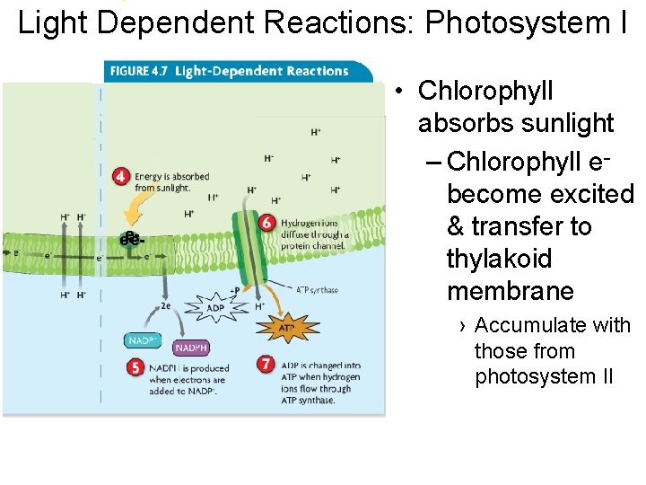 Light Dependent Reactions: Photosystem I eee- • Chlorophyll absorbs sunlight – Chlorophyll ebecome excited