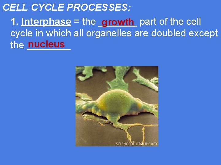 CELL CYCLE PROCESSES: 1. Interphase = the _______ growth part of the cell cycle