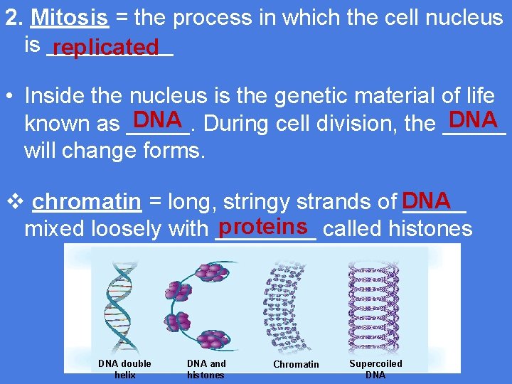 2. Mitosis = the process in which the cell nucleus is _____ replicated •