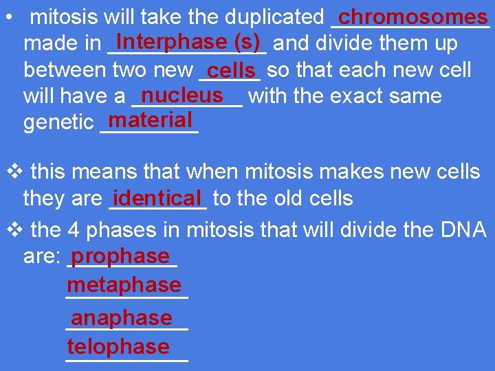 chromosomes • mitosis will take the duplicated _______ Interphase (s) and divide them up