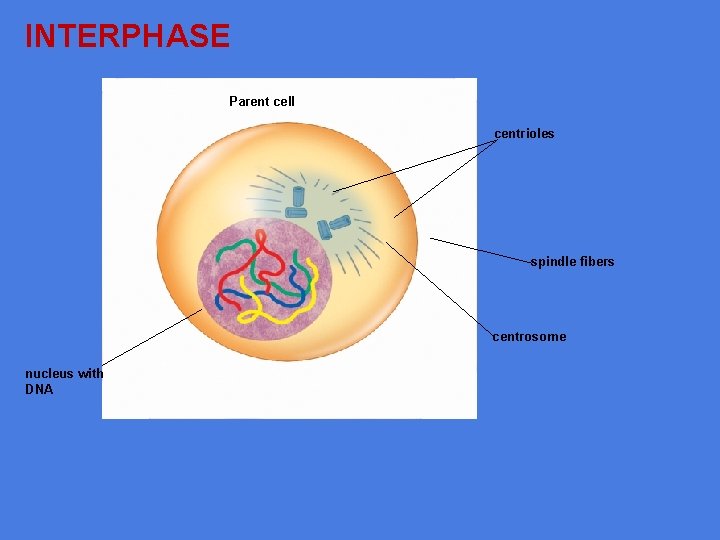 INTERPHASE Parent cell centrioles spindle fibers centrosome nucleus with DNA 