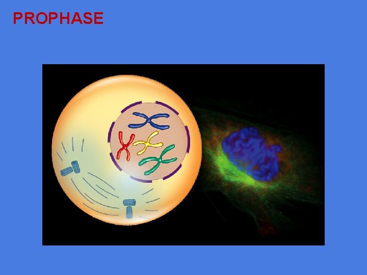 PROPHASE 