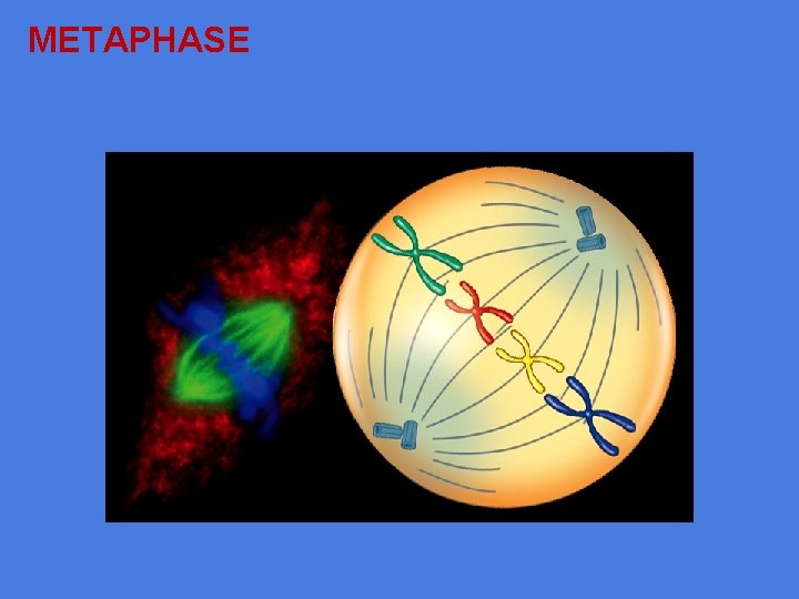 METAPHASE 