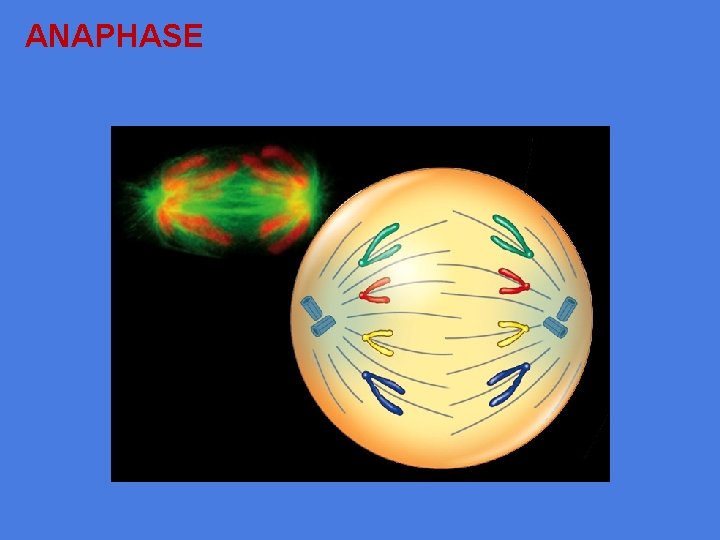 ANAPHASE 