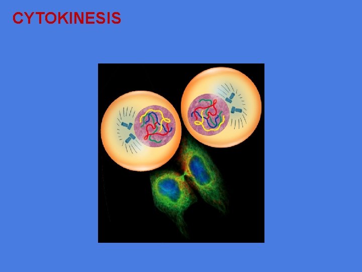 CYTOKINESIS 