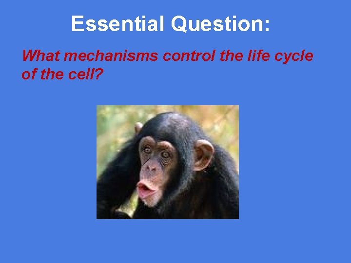 Essential Question: What mechanisms control the life cycle of the cell? 